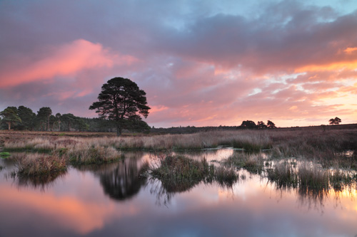 New Forest Landscapes : Duck Hole Dawn